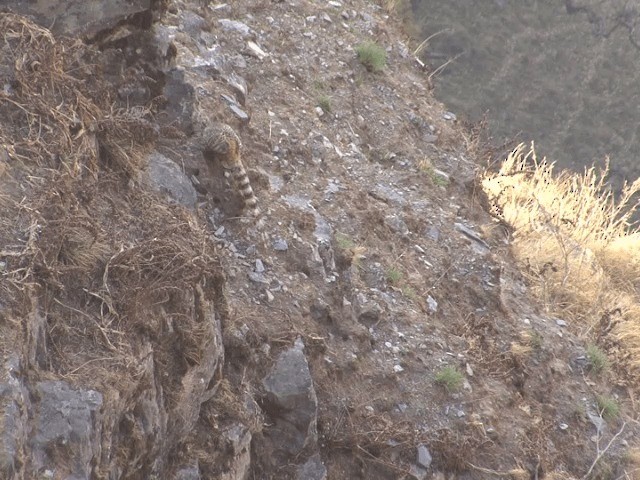 bažant himálajský - ML201568281