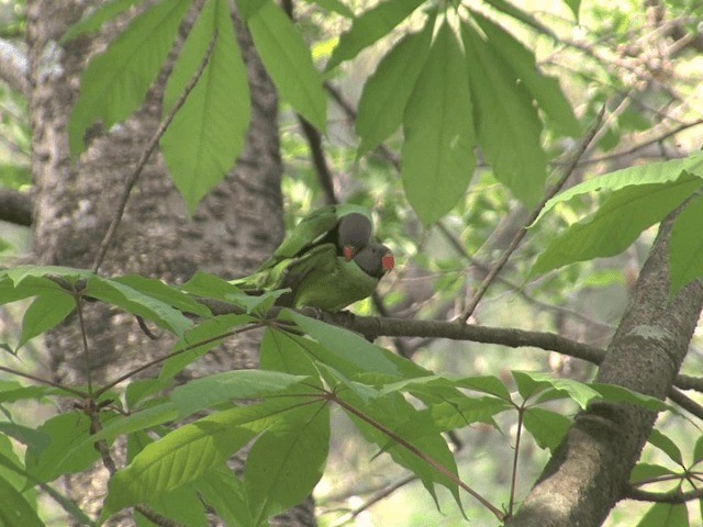 Himalaya Yeşil Papağanı - ML201568291