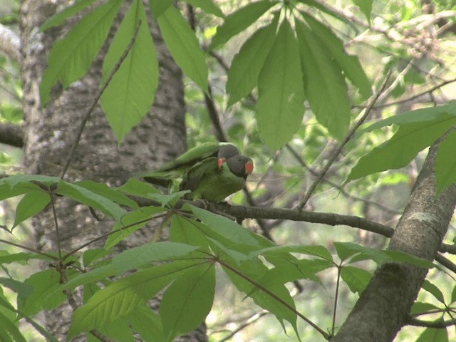 Гималайский кольчатый попугай - ML201568301