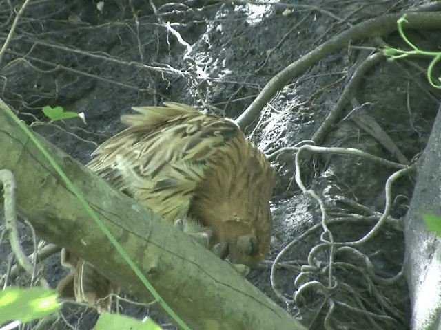 Philippine Eagle-Owl - ML201568351