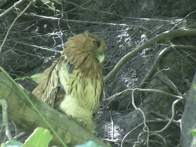 Philippine Eagle-Owl - ML201568381