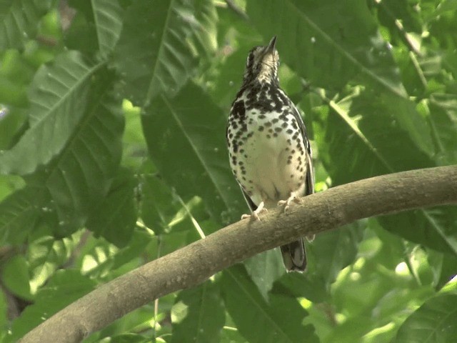 Ashy Thrush - ML201568391