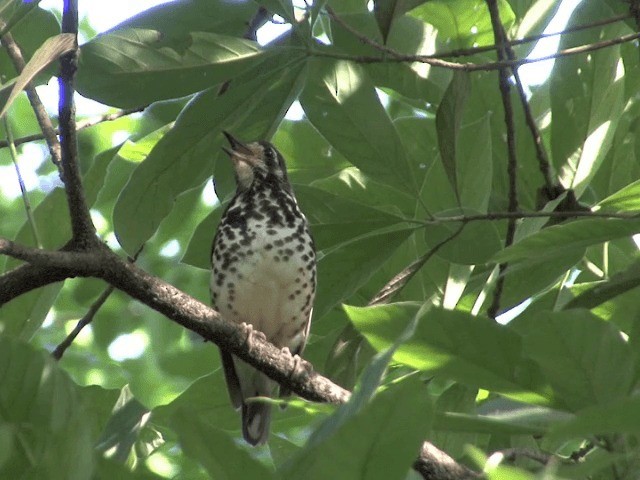 Ashy Thrush - ML201568411