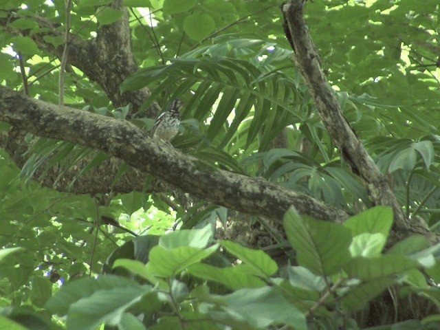 Ashy Thrush - ML201568431