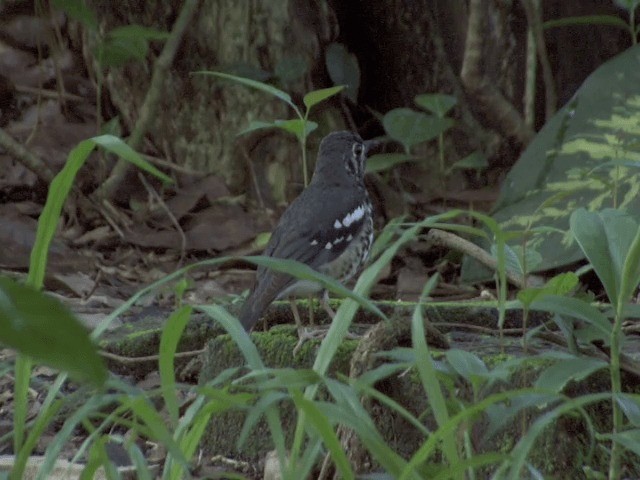 Ashy Thrush - ML201568441