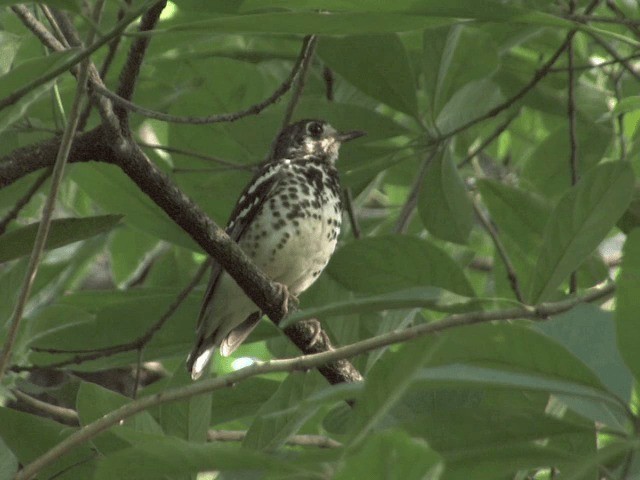 Ashy Thrush - ML201568491