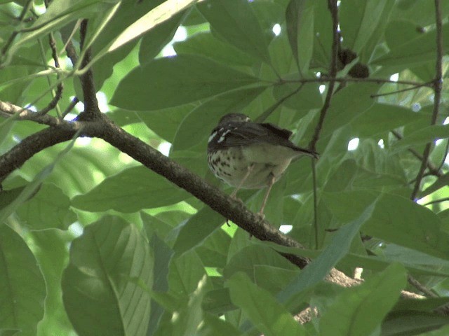 Ashy Thrush - ML201568501