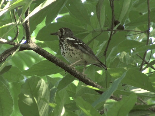 Ashy Thrush - ML201568511