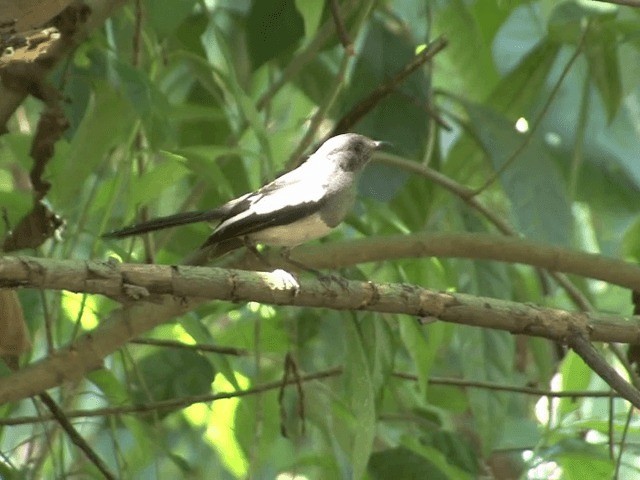 Philippine Magpie-Robin - ML201568531