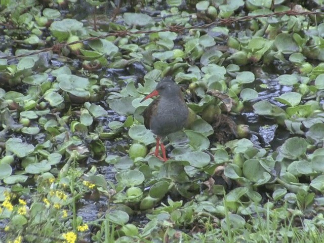 Bogota Rail - ML201568541