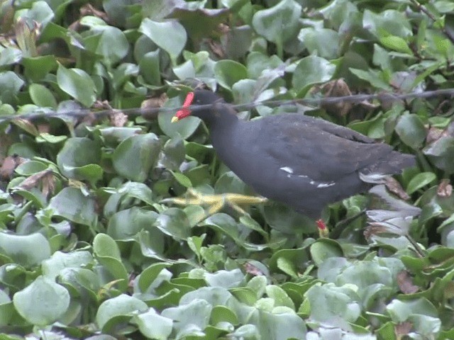 Gallinule d'Amérique (groupe galeata) - ML201568551