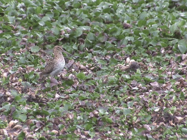 Noble Snipe - ML201568581