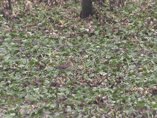 Noble Snipe - ML201568591