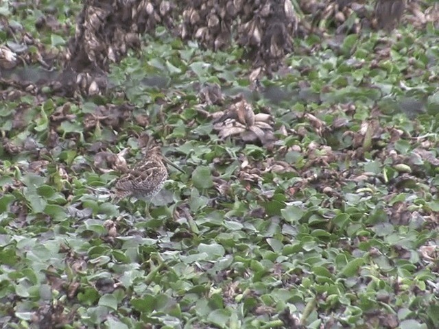 Noble Snipe - ML201568601