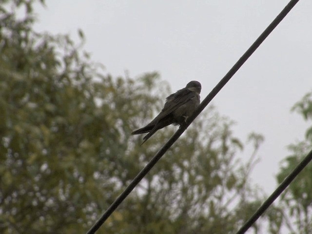 Golondrina Ventriparda - ML201568621