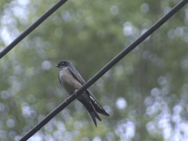 Brown-bellied Swallow - ML201568631