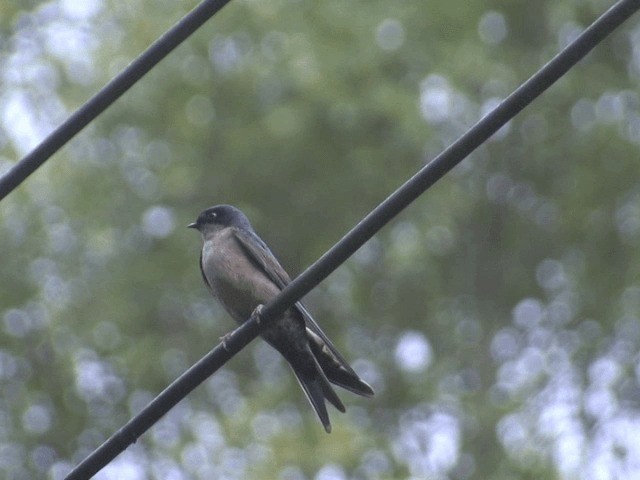 Golondrina Ventriparda - ML201568631