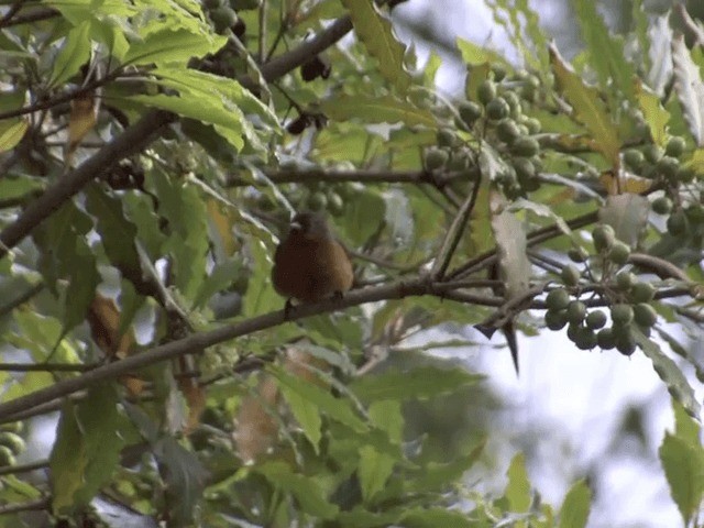 Rufous-browed Conebill - ML201568641