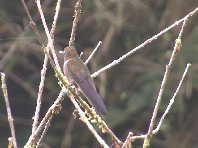 Brown Inca - ML201568711