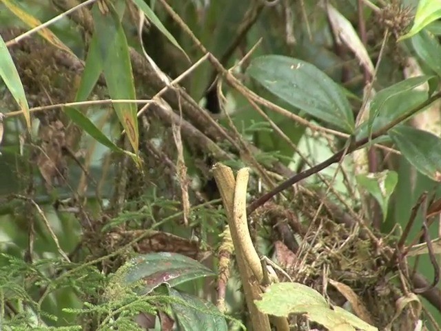 Greenish Puffleg - ML201568771