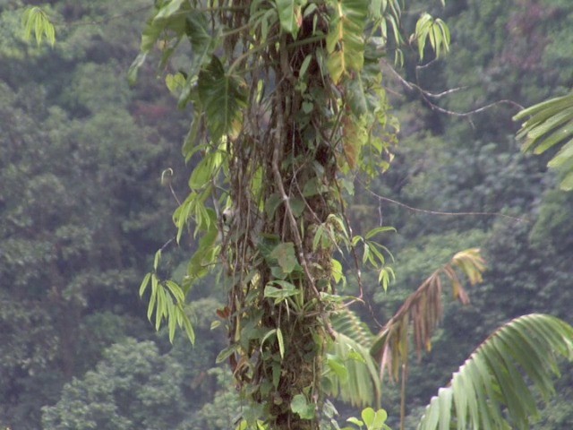 Cucarachero Cabeciblanco - ML201568821