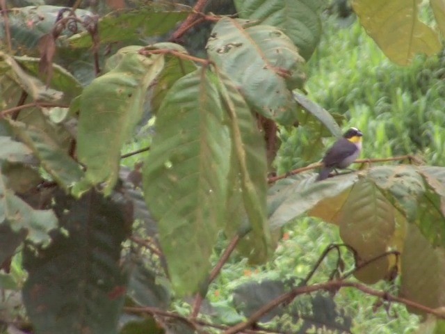 White-naped Brushfinch (Yellow-throated) - ML201568831