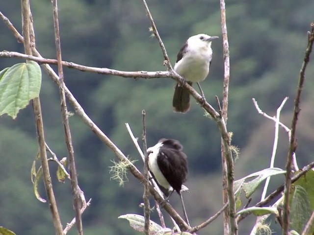 White-headed Wren - ML201568841