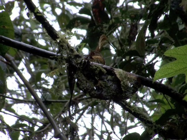 Ochre-breasted Antpitta - ML201568851