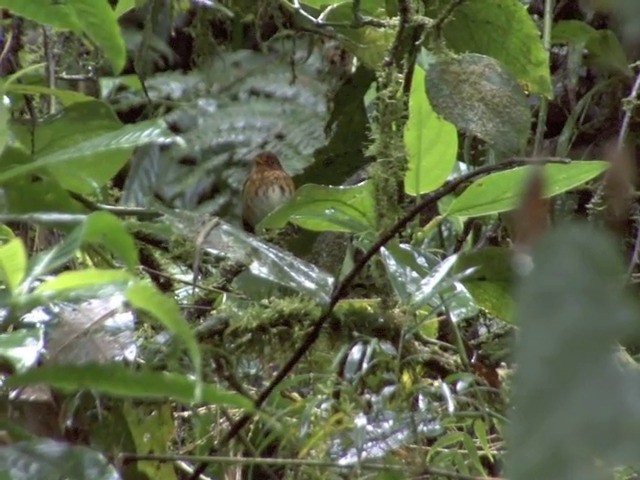 Ochre-breasted Antpitta - ML201568861