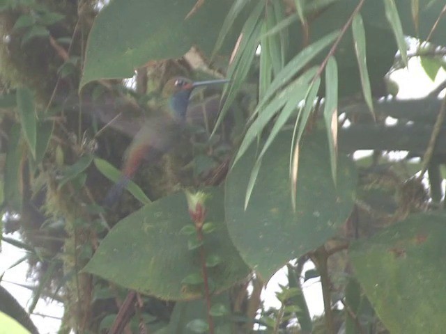 Rufous-gaped Hillstar - ML201568871