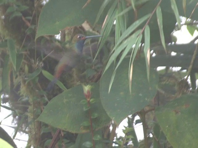 Colibrí de Bouguer Occidental - ML201568871