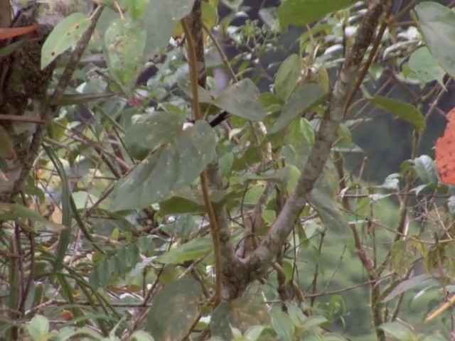 White-headed Wren - ML201568901