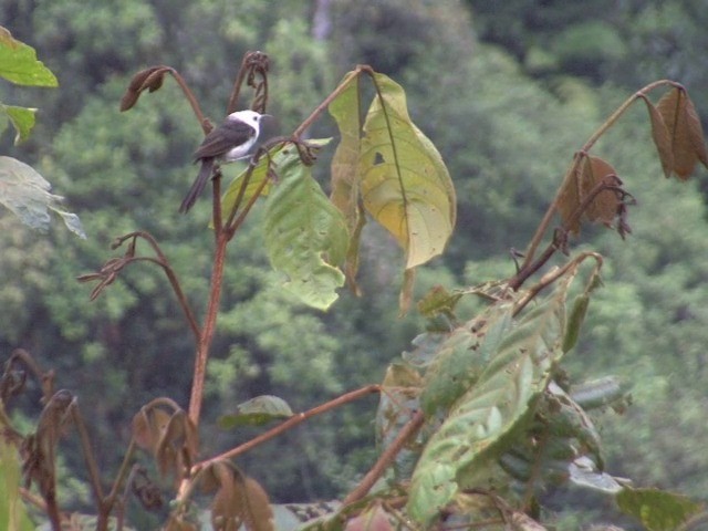 White-headed Wren - ML201568911