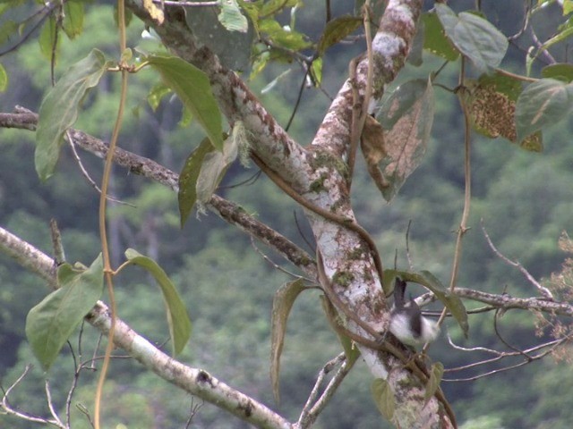 White-headed Wren - ML201568921