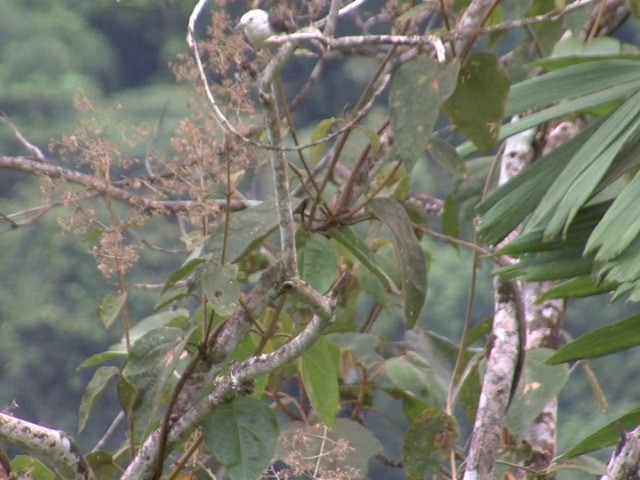 White-headed Wren - ML201568931