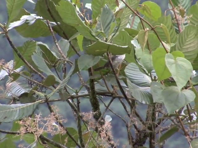 White-headed Wren - ML201568941