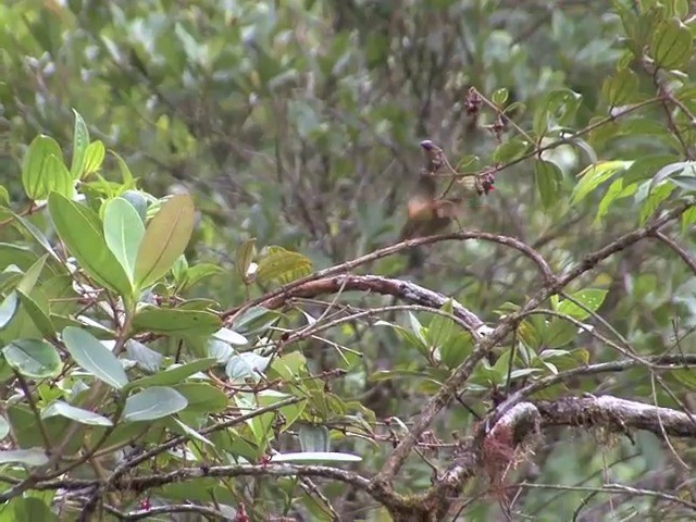 Red-faced Spinetail - ML201569001