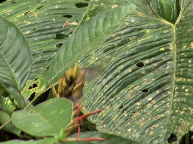 Ржавчатый колибри-отшельник - ML201569031
