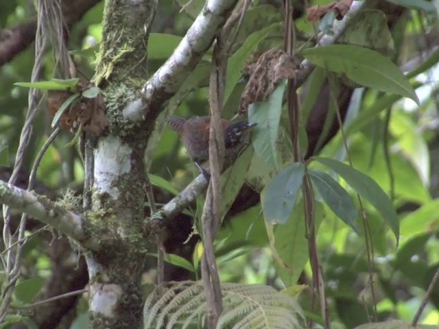 Troglodyte à calotte noire (nigricapillus/connectens) - ML201569041