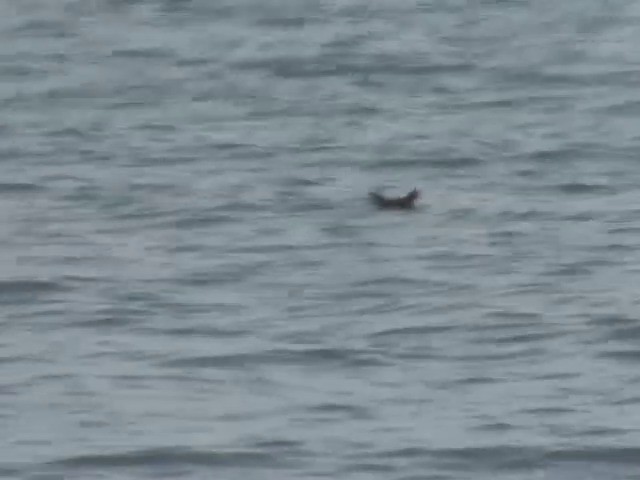 Swinhoe's Storm-Petrel - ML201569091