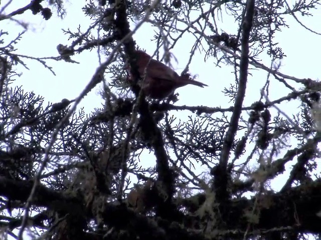 Hepatic Tanager (Highland) - ML201569141