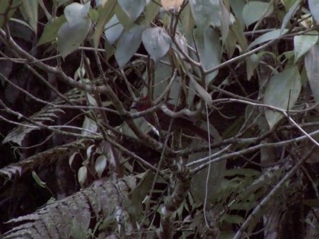 Crested Ant-Tanager - ML201569161