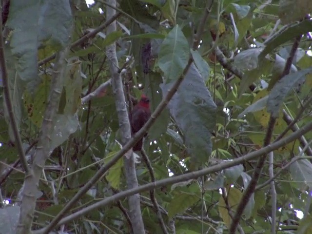 Crested Ant-Tanager - ML201569171