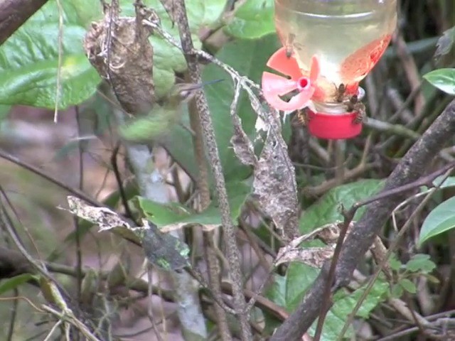 kolibřík podivuhodný - ML201569221