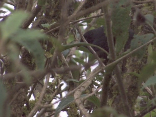 Utcubamba Tapaculo - ML201569271