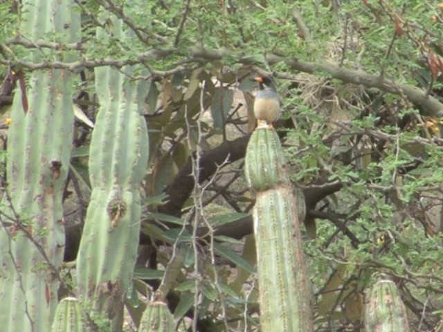 Buff-bridled Inca-Finch - ML201569301