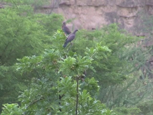 Pigeon du Pérou - ML201569351