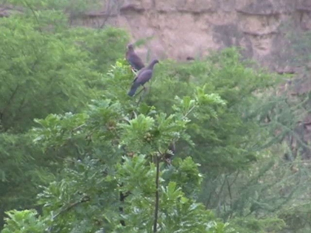 Peruvian Pigeon - ML201569351