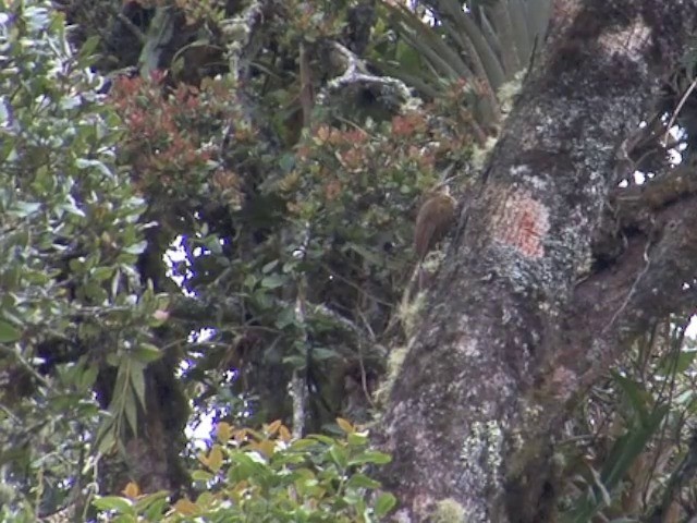 Strong-billed Woodcreeper (Andean/Northern) - ML201569381