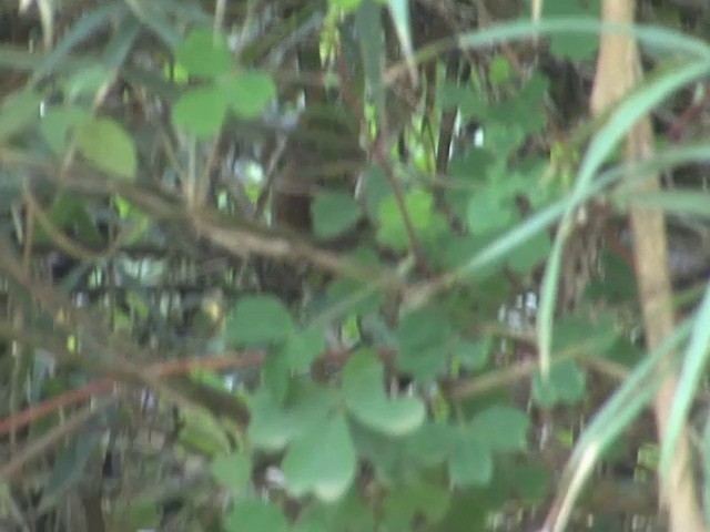 Chachapoyas Antpitta - ML201569451